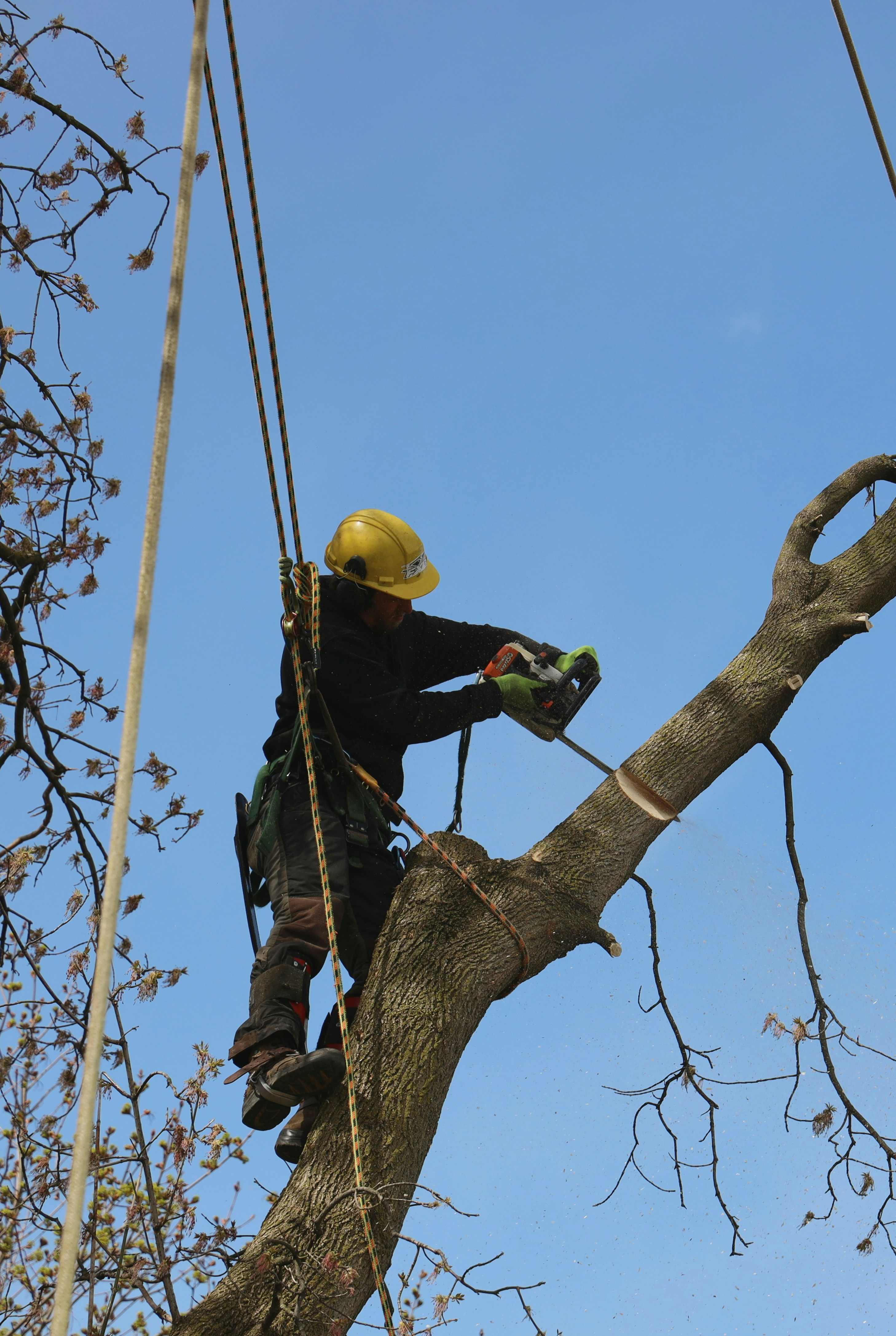 Local Asheville North Carolina tree services, tree trimming, stump grinding, landscaping and wood chipping.